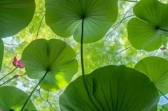 红军利物浦英联杯绝杀南安普顿，豪取七连胜！